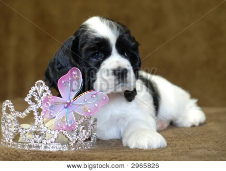 ACS prinsesse Black N White