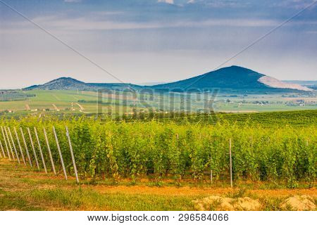 wineyard near Villany, Hungary