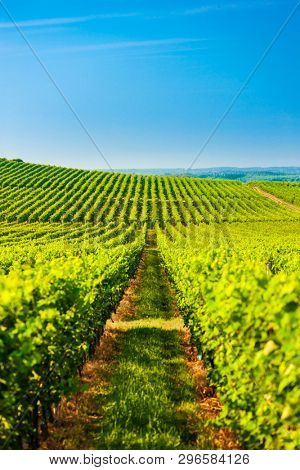 wineyard near Villany, Hungary
