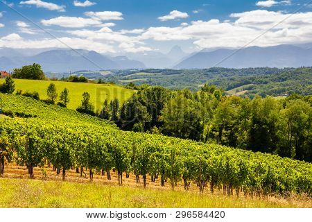 vineyard, Jurancon, France