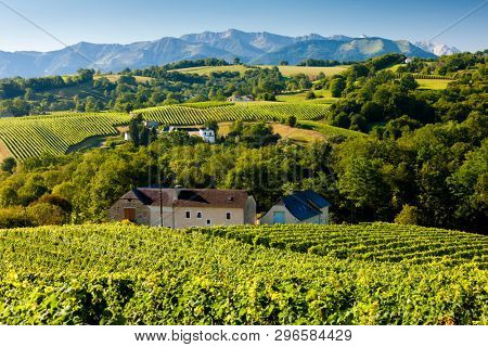 vineyard, Jurancon, France