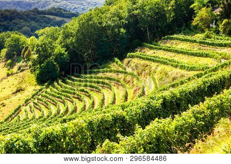 vineyard, Jurancon, France