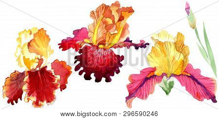 Red Bold Encounter Iris Floral Botanical Flowers. Watercolor Background Set. Isolated Iris Illustrat