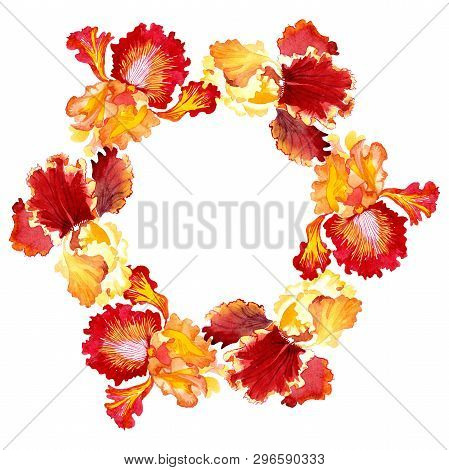 Red Bold Encounter Iris Floral Botanical Flowers. Watercolor Background Illustration Set. Frame Bord