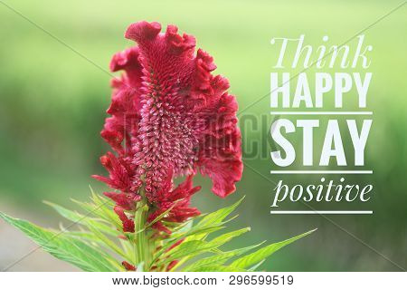 Inspirational Motivational Quote- Think Happy, Stay Positive. With Fresh Red Coral Celosia Or Celosi