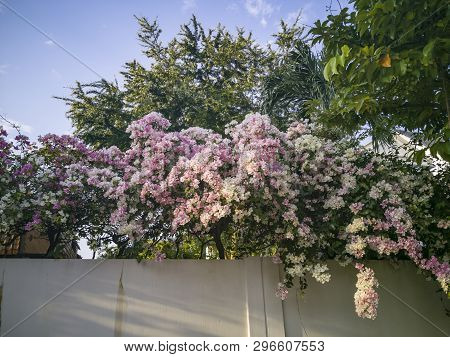 Inflorescence Of Bougainvillea Flowers On A Wall Fence