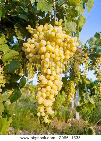 Grapes Field, Vineyard (turkey Izmir Buca Vineyard)