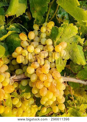 Grapes Field, Vineyard (turkey Izmir Buca Vineyard)
