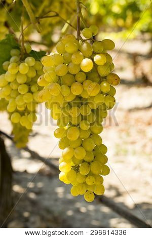 Grapes Field, Vineyard (turkey Izmir Buca Vineyard)