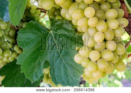 Grapes Field, Vineyard (turkey Izmir Buca Vineyard)