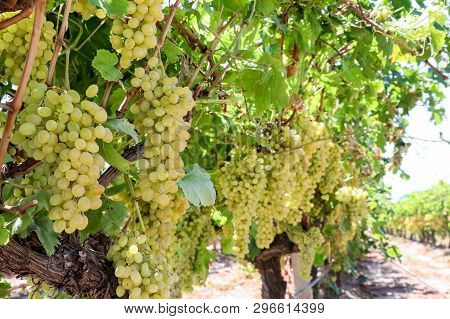 Grapes Field, Vineyard (turkey Izmir Buca Vineyard)