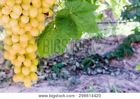 Grapes Field, Vineyard (turkey Izmir Buca Vineyard)