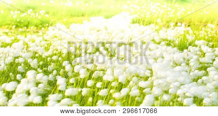 Arctic Cotton Grass (eriophorum) Field In Kamchatka. Horizontal Shot