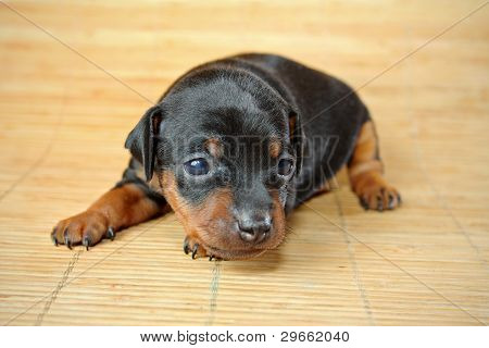 Lille Pinscher hvalp