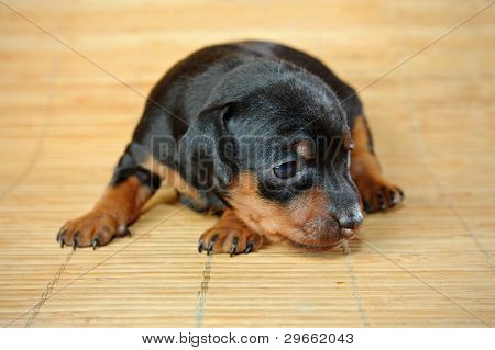 Lille Pinscher hvalp