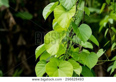 Leaves And Vines Tinospora Cordifolia Tree In The Garden
