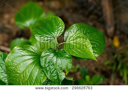 Fresh Green Piper Sarmentosum Plant In Nature Garden