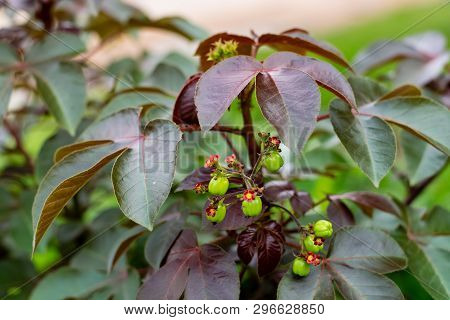 Bellyache Bush, Jatropha Gossypifolia, In The Garden