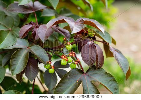 Bellyache Bush, Jatropha Gossypifolia, In The Garden
