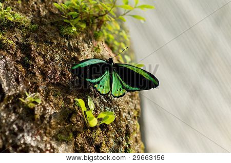 ผีเสื้อ Birdwing