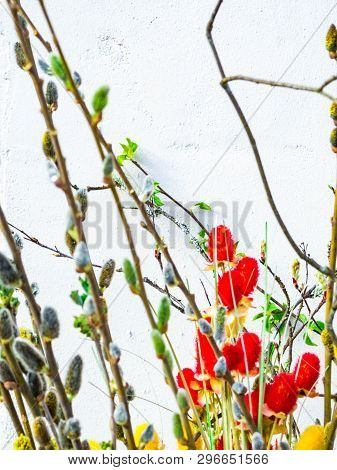 Spring Feeling Nature Background With Willow Branches Pussy Willow Srpingtime Background, Selective 