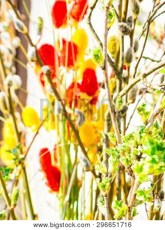 Spring Feeling Nature Background With Willow Branches Pussy Willow Srpingtime Background, Selective 