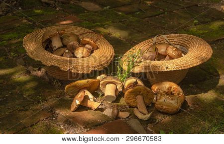 White Mushrooms In Two Straw Hats On A Brick Site And Lit By A Sunbeam