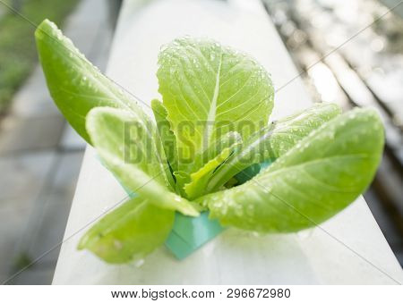 Close Up Shot , Organic Vegetables Hydrophonic Plantation