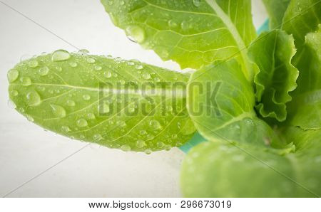 Close Up Shot , Organic Vegetables Hydrophonic Plantation