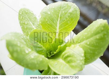 Close Up Shot , Organic Vegetables Hydrophonic Plantation