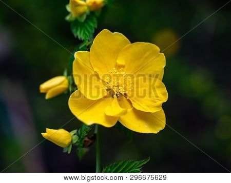 A Japanese Kerria Flower Blooms Beside A River In Spring In Central Kanagawa Prefecture, Japan.