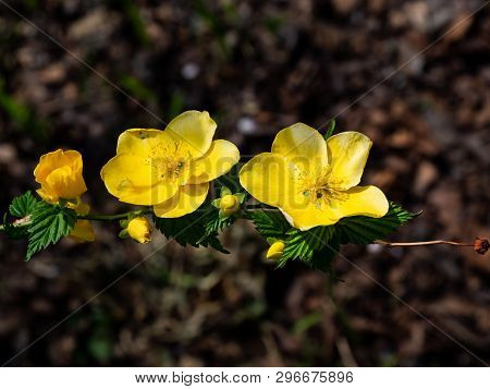 A Japanese Kerria Flower Blooms Beside A River In Spring In Central Kanagawa Prefecture, Japan.