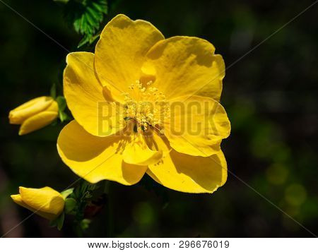 A Japanese Kerria Flower Blooms Beside A River In Spring In Central Kanagawa Prefecture, Japan.