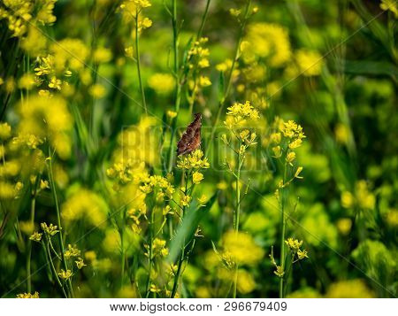An Asian Comma Butterfly, Polygonia C-aureum, Feeds From Yellow Wildflowers In A Presently Fallow Ri