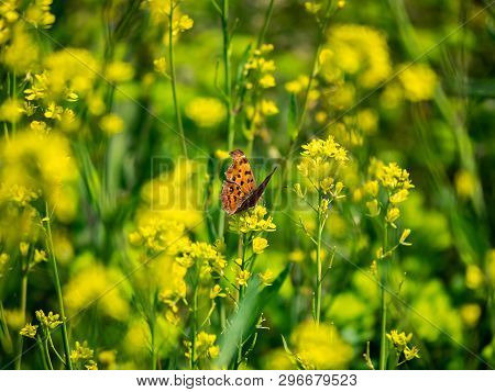 An Asian Comma Butterfly, Polygonia C-aureum, Feeds From Yellow Wildflowers In A Presently Fallow Ri