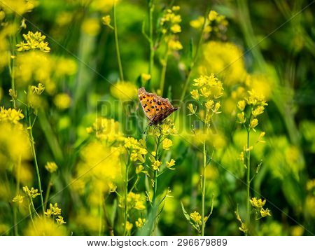An Asian Comma Butterfly, Polygonia C-aureum, Feeds From Yellow Wildflowers In A Presently Fallow Ri