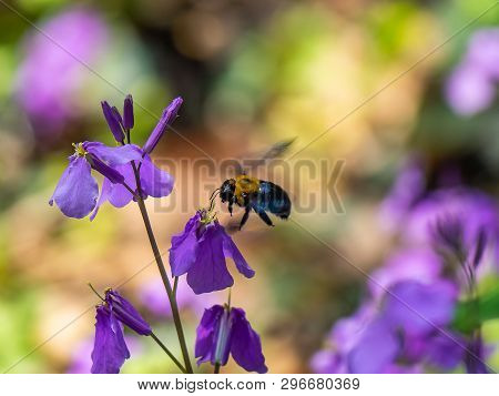 A Japanese Carpenter Bee, Xylocopa Appendiculata, Feeds From Honesty Flowers Along A Small Wetland I