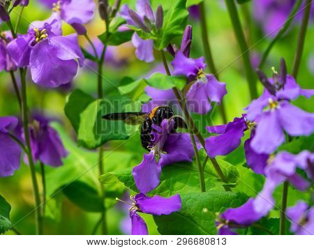 A Japanese Carpenter Bee, Xylocopa Appendiculata, Feeds From Honesty Flowers Along A Small Wetland I