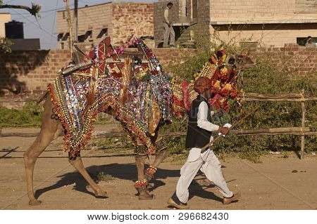 Nagaur, Rajasthan, India - February 13, 2008: Decorated Camel At The Annual Livestock Festival In Na