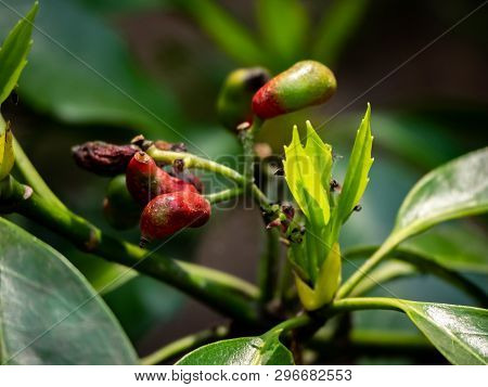 Aucuba Berries On An Aucuba Japonica, Or Japanese Laurel Bush. These Bushes Often Have Spotted Leave