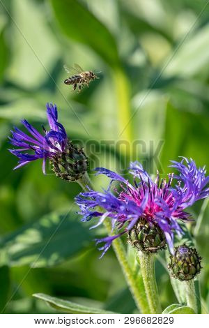 Cornflower With Flying Honeybee In Front Of Green Blurred Background