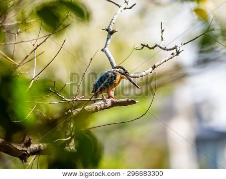 A Common Kingfisher, Alcedo Atthis Bengalensis, Perches On A Branch Overlooking Its Fishing Pond. Th