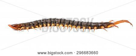 Centipede Or Chilopoda Isolated On White Background