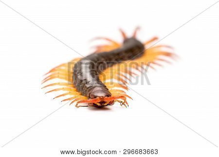 Centipede Isolated On White Background