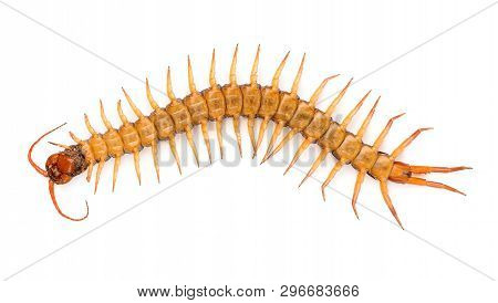 Centipede Isolated On White Background