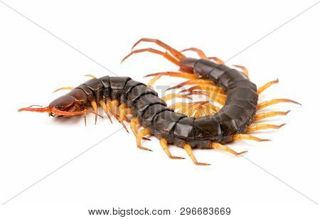 Centipede Isolated On White Background