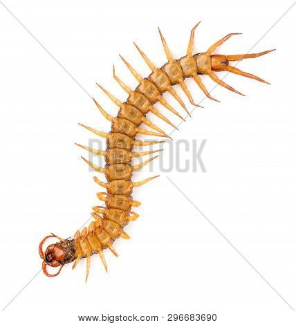 Centipede Isolated On White Background