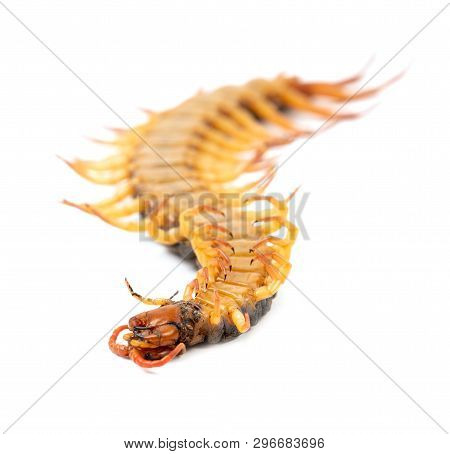 Centipede Isolated On White Background