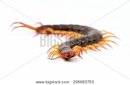 Centipede Isolated On White Background