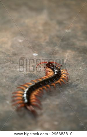 Giant Centipede On Cement Floor